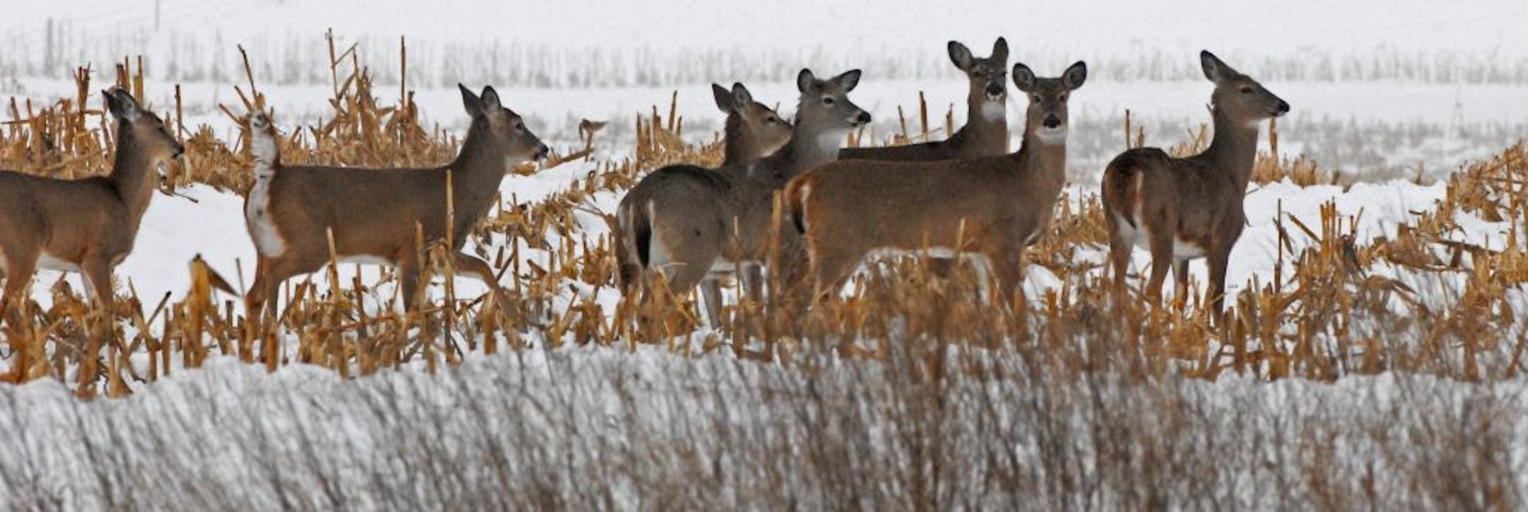 White-tailed deer in southwestern Minnesota are yarded up after nearly 30 inches of windblown snow has inundated the area in 2010.