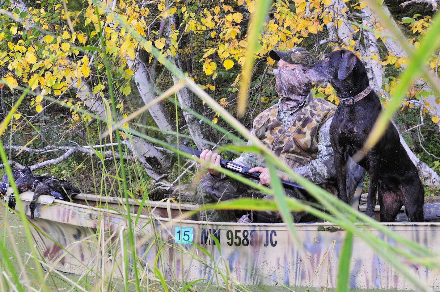 With several ducks in the bag, a well-camouflaged Rolf Moen of Nisswa and his pudelpointer Annie, watch for incoming waterfowl on the Minnesota opener.