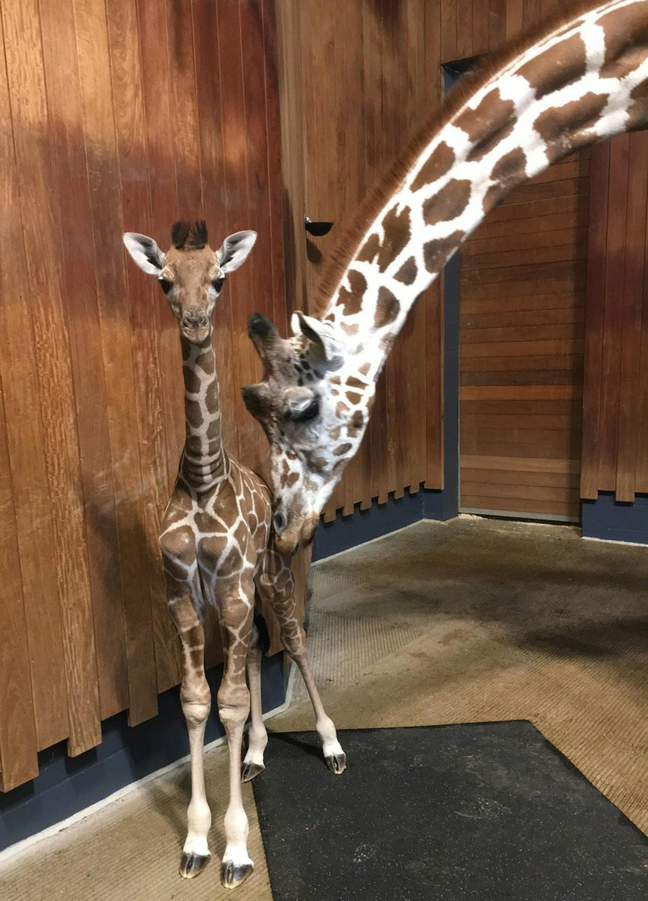 Como Zoo's new giraffe