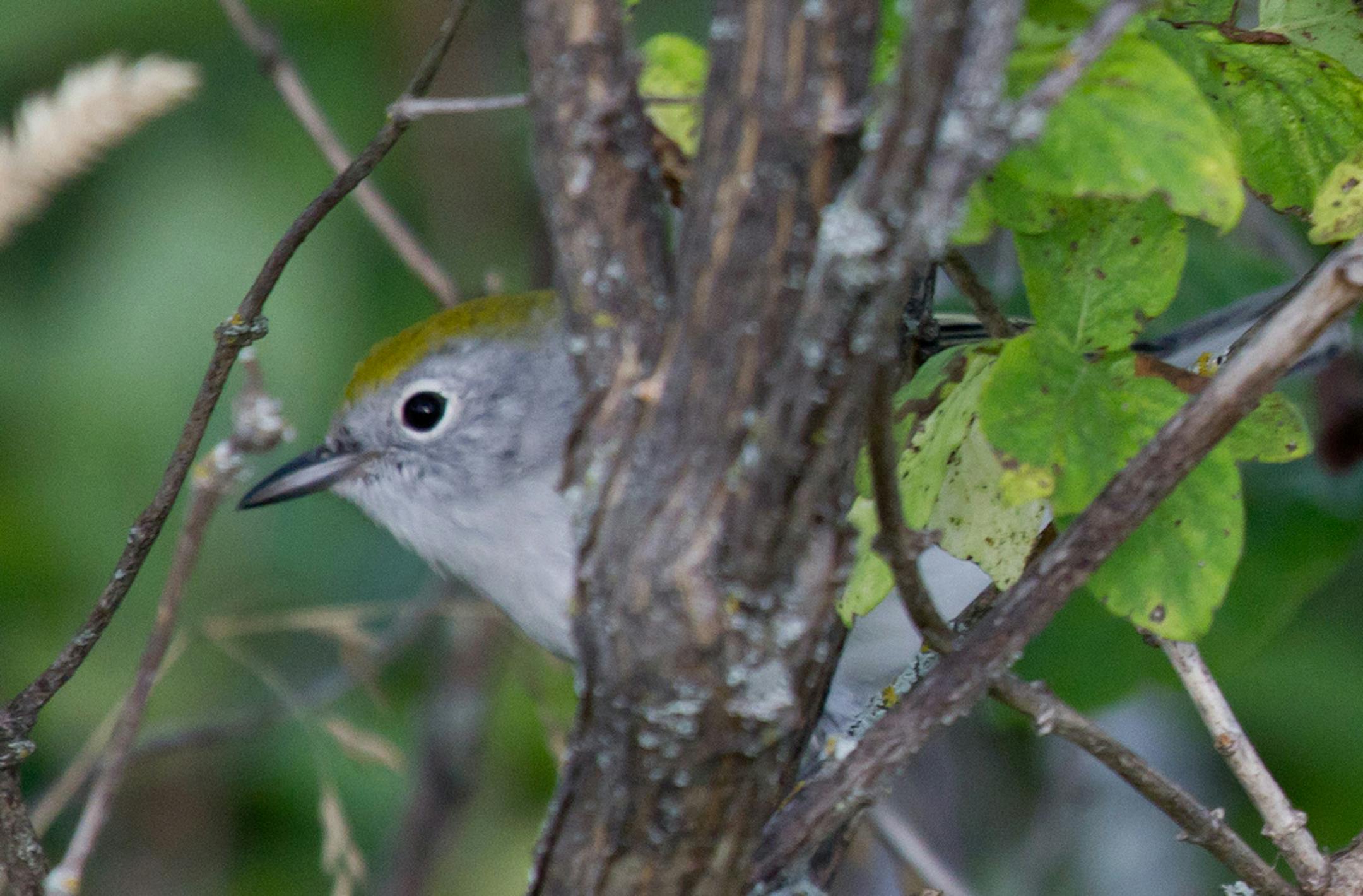 This is an adult (AHY) male. A new feather coat allows the same bird (a chestnut-sided warbler) to skulk through the underbrush in autumn.