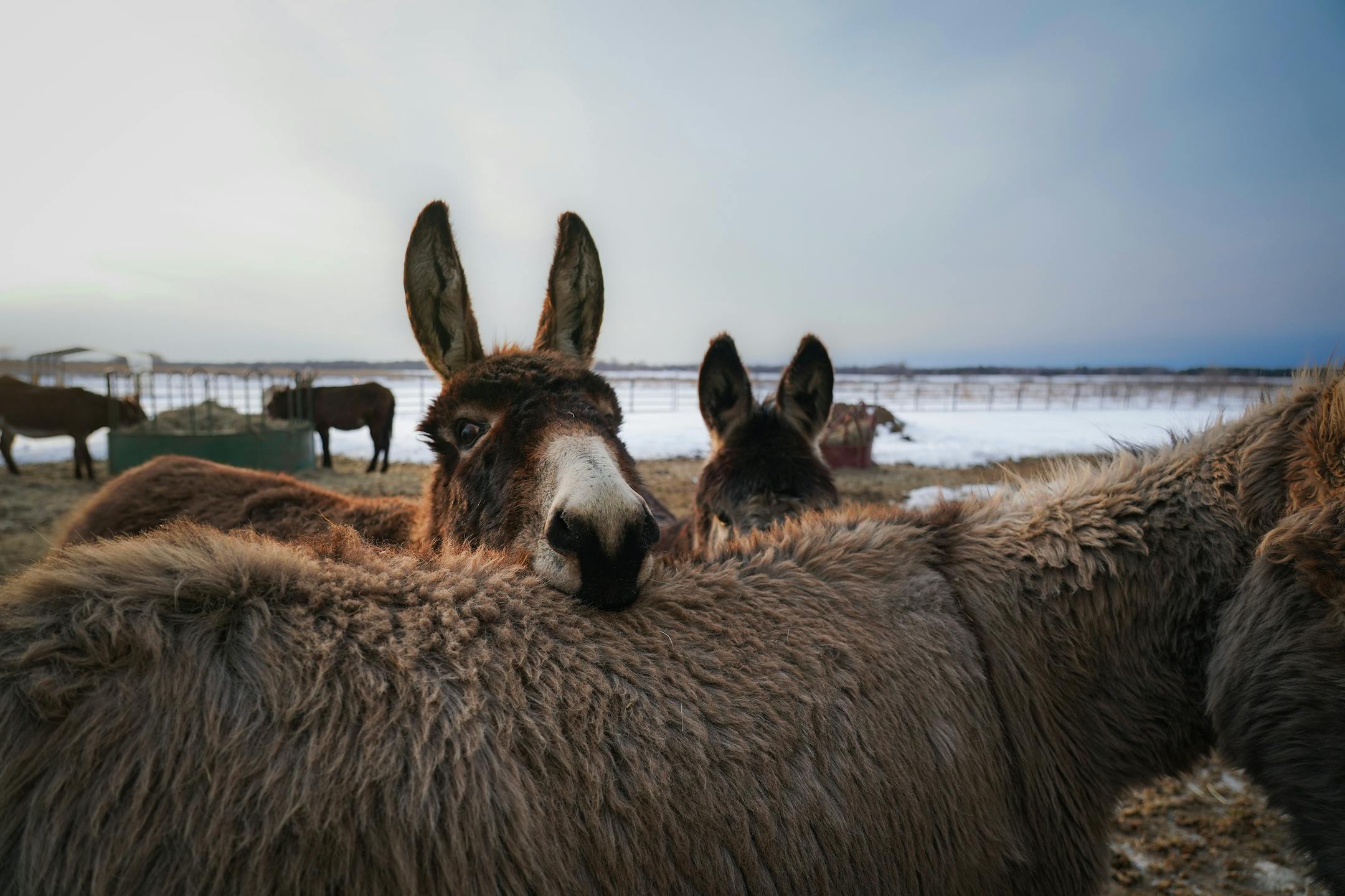 Tibs the donkey peeks over the back of friend in the all-male pen at Save the Brays Donkey Rescue.