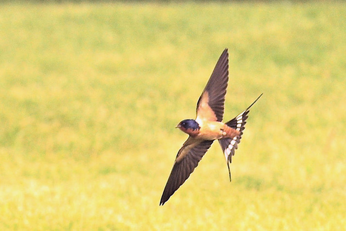 Barn swallow in flight