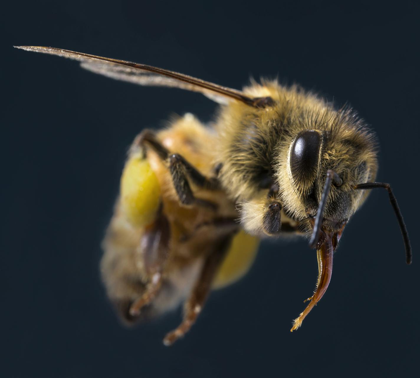 Bee