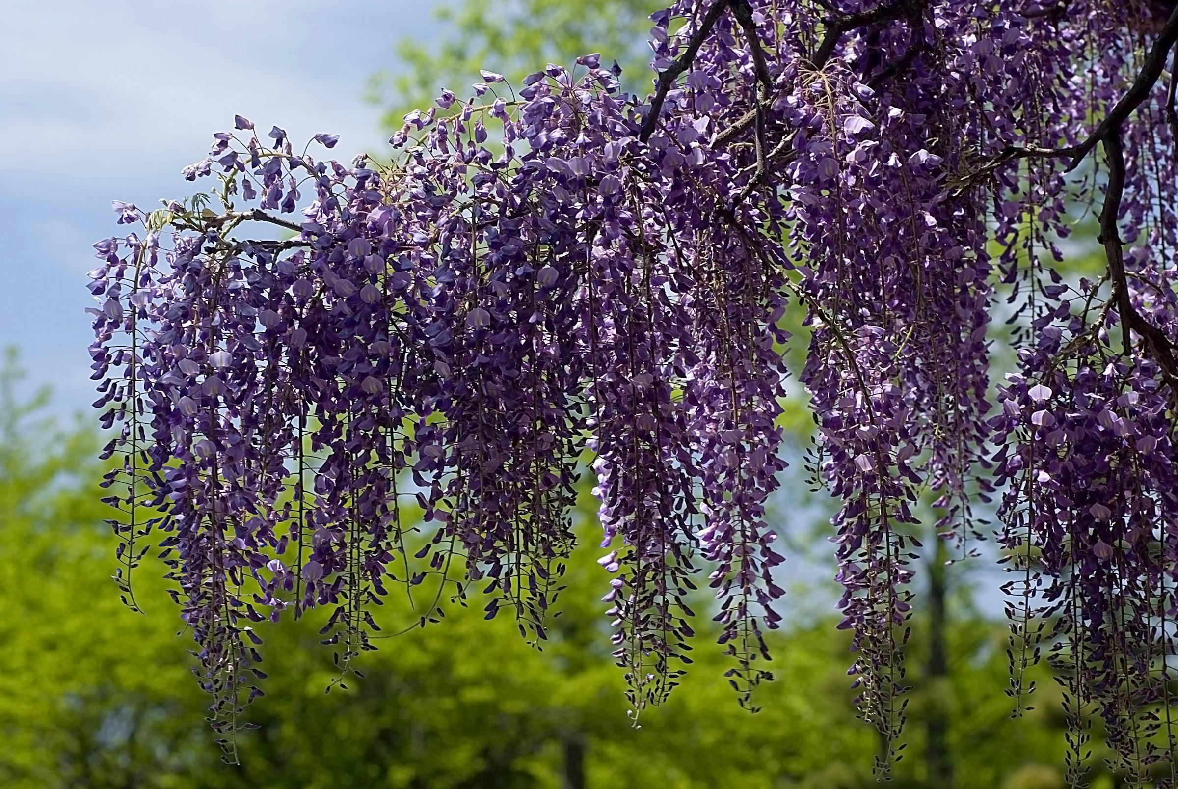How to prune wisteria