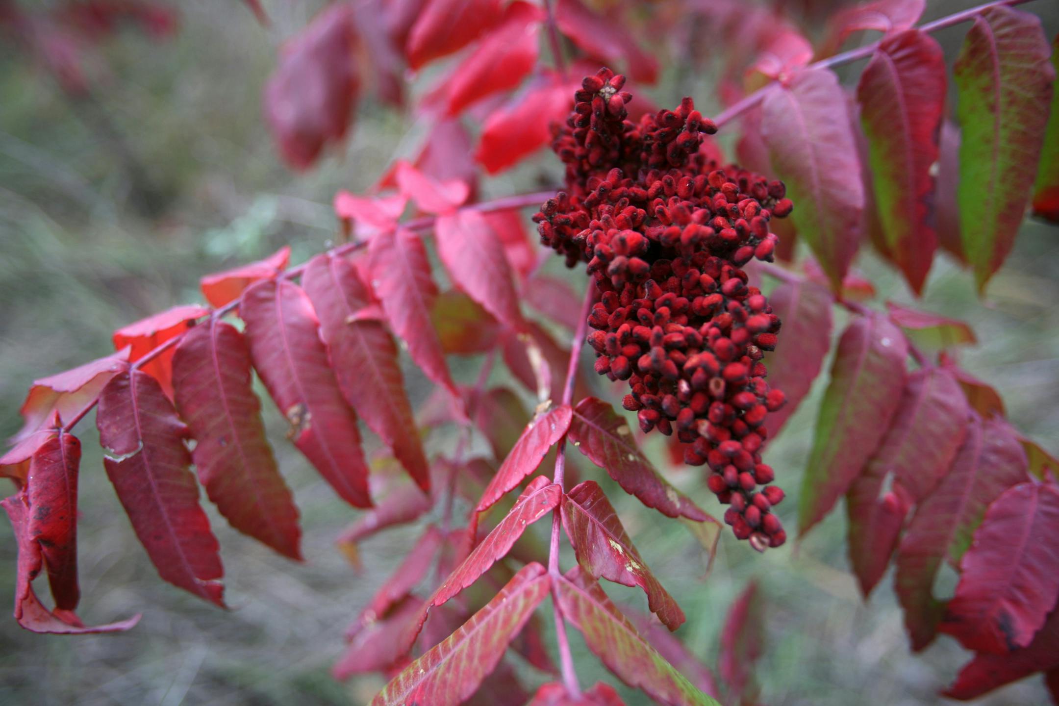 Colors of fall in Otter Tail County: Sumac gives the brightest red. Maplewood State Park.