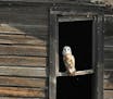 A barn owl in the window of its Nebraska barn.Jim Williams photo