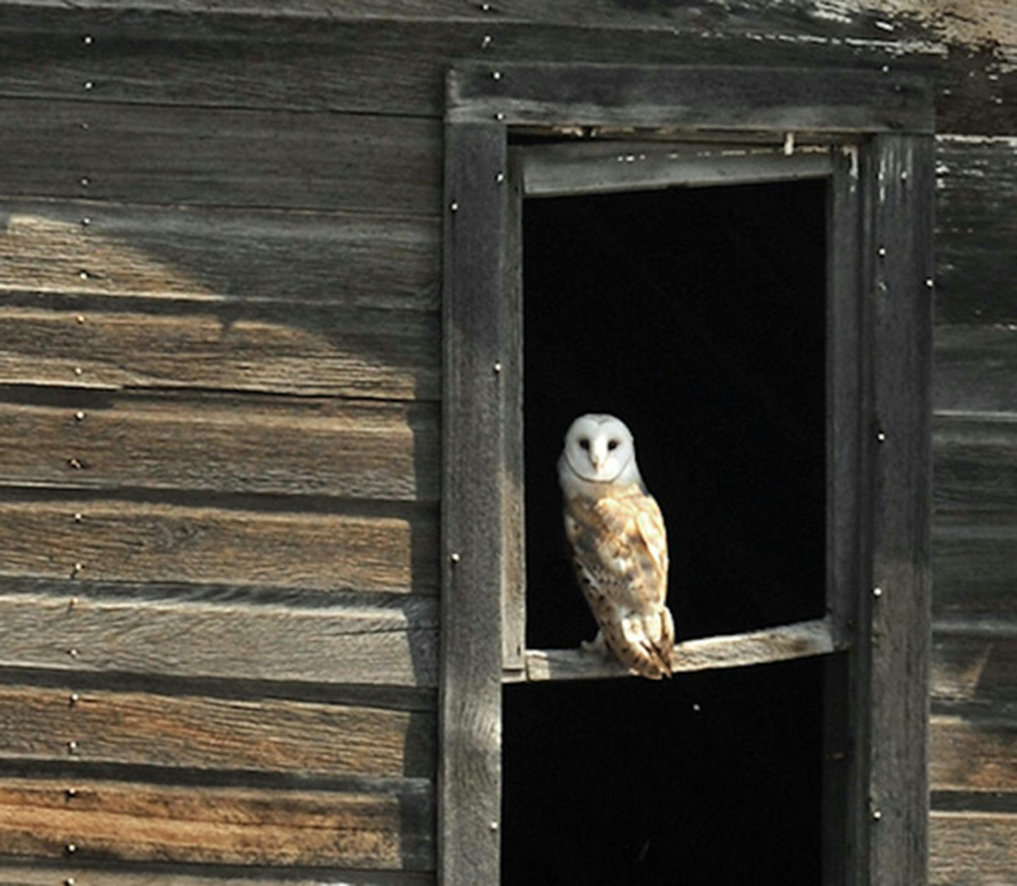 A barn owl in the window of its Nebraska barn.Jim Williams photo