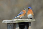 Female and male bluebirds perched on a nest box.