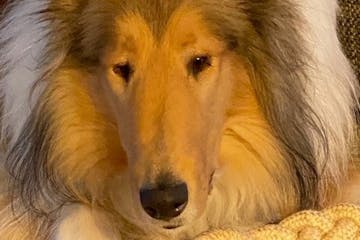 Hart, the Levin family’s collie, who likely could not save humans from quicksand or drowning.