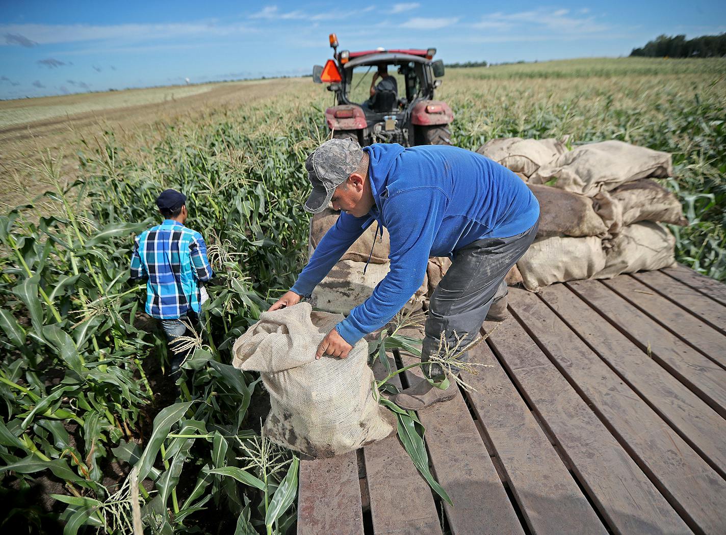 Crew hand-picked sweet corn at the Untiedt's Vegetable Farm, Tuesday, August 30, 2016 in Monticello, MN. The corn was then iced and bagged for shipment to Brad Ribar's corn stand at the Minnesota State Fair. ] (ELIZABETH FLORES/STAR TRIBUNE) ELIZABETH FLORES &#x2022; eflores@startribune.com