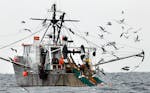 Gulls follow a commercial fishing boat as crewmen haul in their catch in the Gulf of Maine in 2012. A Supreme Court ruling on a case involving deep-se