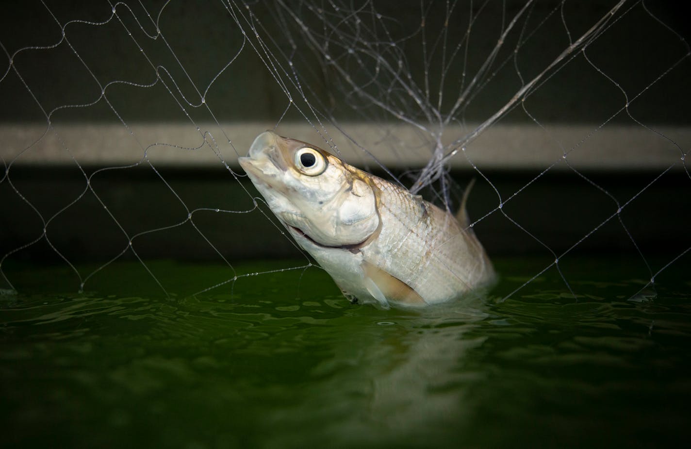 A cisco is caught in one of the nets set by biologists.