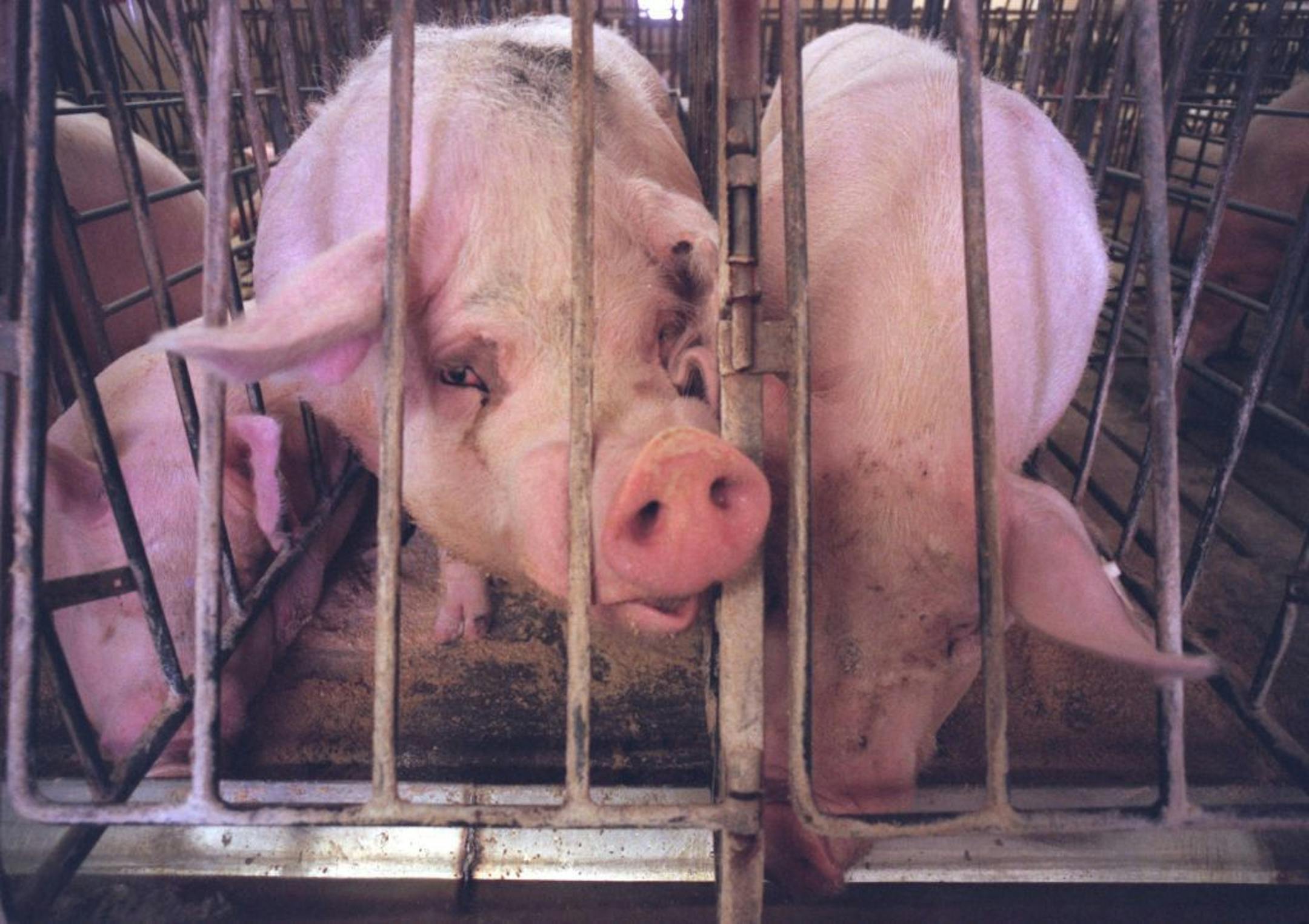 A couple of hogs, a boar, left, and a sow, Wednesday afternoon in the gestation barn that Doug and Dianne Bettin built with the advice of the software program, FINPACK.
