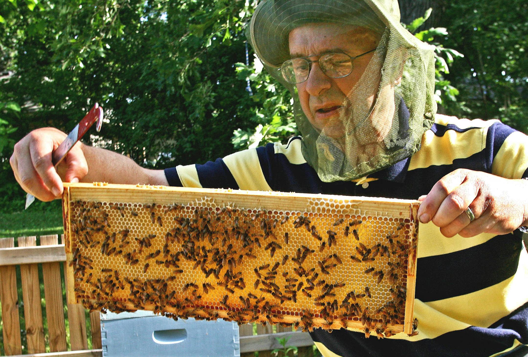 Dewey Hassig lifted a frame filled with honey from one of his hives. After taking a class at the U, he has devoted himself to two hives that he keeps in the backyard of his Minnetonka home.