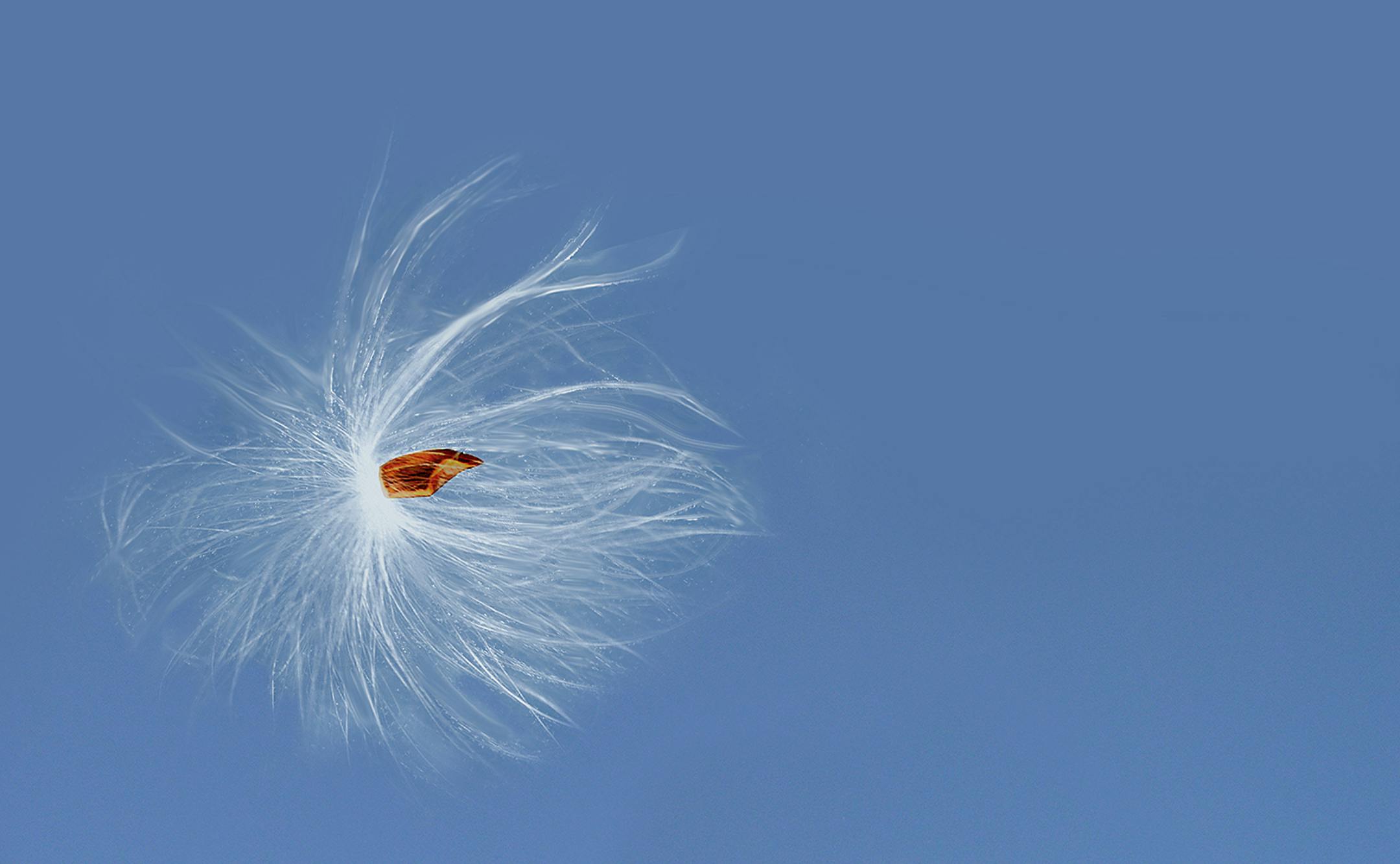 A milkweed seed bursts forth. ORG XMIT: MIN1809051159040788