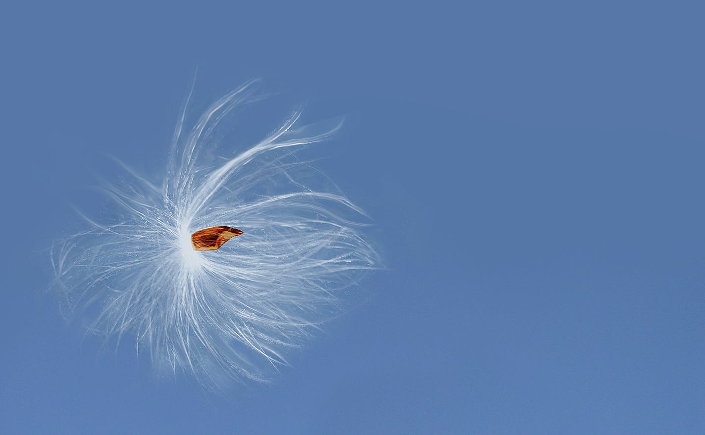 A milkweed seed bursts forth. ORG XMIT: MIN1809051159040788