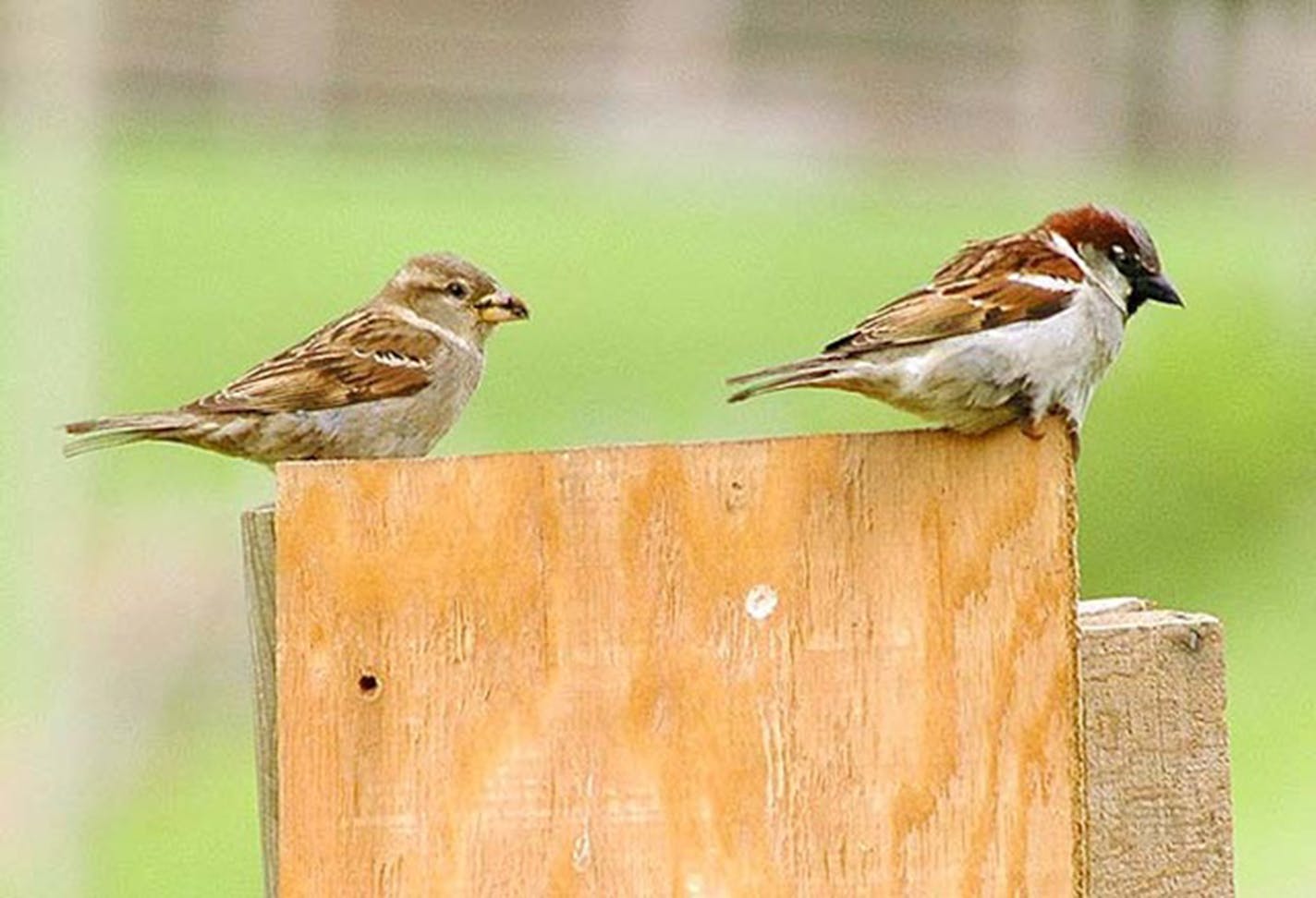 Female and male house sparrows perched on a nest box