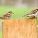 Female and male house sparrows perched on a nest box