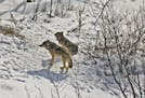 This 2017 photo provided by biologist Rolf Peterson of Michigan Technological University shows the last two surviving wolves at Isle Royale National P