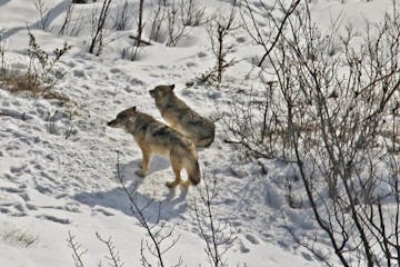 This 2017 photo provided by biologist Rolf Peterson of Michigan Technological University shows the last two surviving wolves at Isle Royale National P