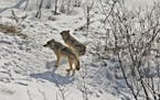 This 2017 photo provided by biologist Rolf Peterson of Michigan Technological University shows the last two surviving wolves at Isle Royale National P