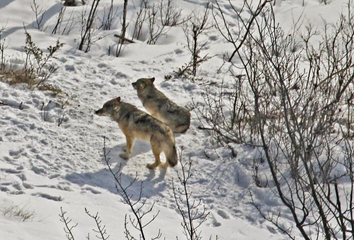 This 2017 photo provided by biologist Rolf Peterson of Michigan Technological University shows the last two surviving wolves at Isle Royale National Park in Michigan. The National Park Service plans to relocate additional wolves to the Lake Superior park in coming years to rebuild the predator species' depleted population.