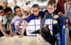 Third graders from Clara Barton Open School in Minneapolis patted a recently-sheared sheep as they visited the CHS Miracle of Birth Center Tuesday. ] 