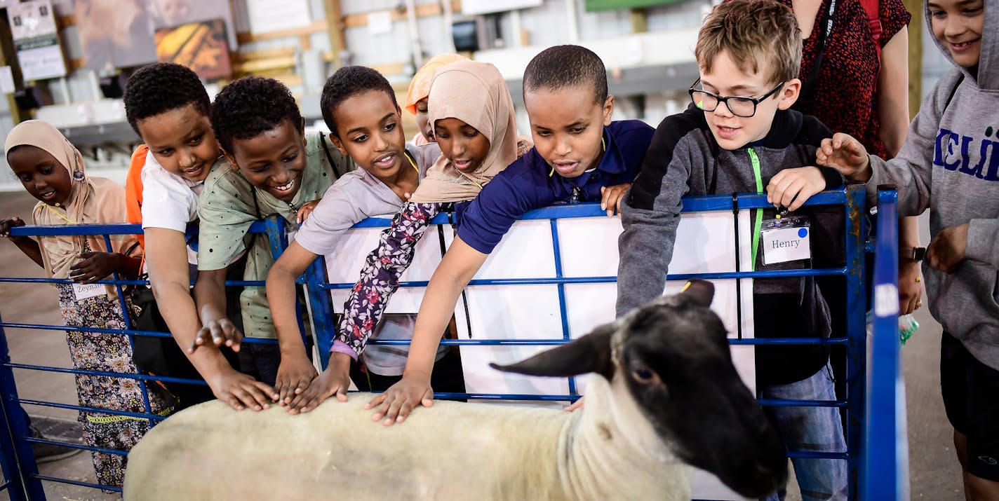 Third graders from Clara Barton Open School in Minneapolis patted a recently-sheared sheep as they visited the CHS Miracle of Birth Center Tuesday. ] AARON LAVINSKY &#x2022; aaron.lavinsky@startribune.com More than 1,400 Minneapolis and Saint Paul public school third-graders will experience Urban Ag Day 2018 at the MN State Fairgrounds - a field trip event designed to teach young students that food does not come from the grocery store or refrigerator, but from farmers and their fields. We photog