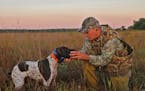 Dove hunting provides an early season for dog training, and for those who succeed in the hunt, doves are good table fare and are simple to clean. Yet 