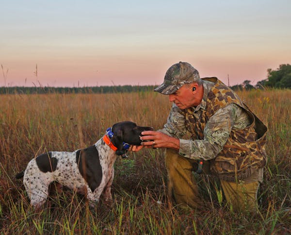 Dove hunting provides an early season for dog training, and for those who succeed in the hunt, doves are good table fare and are simple to clean. Yet 