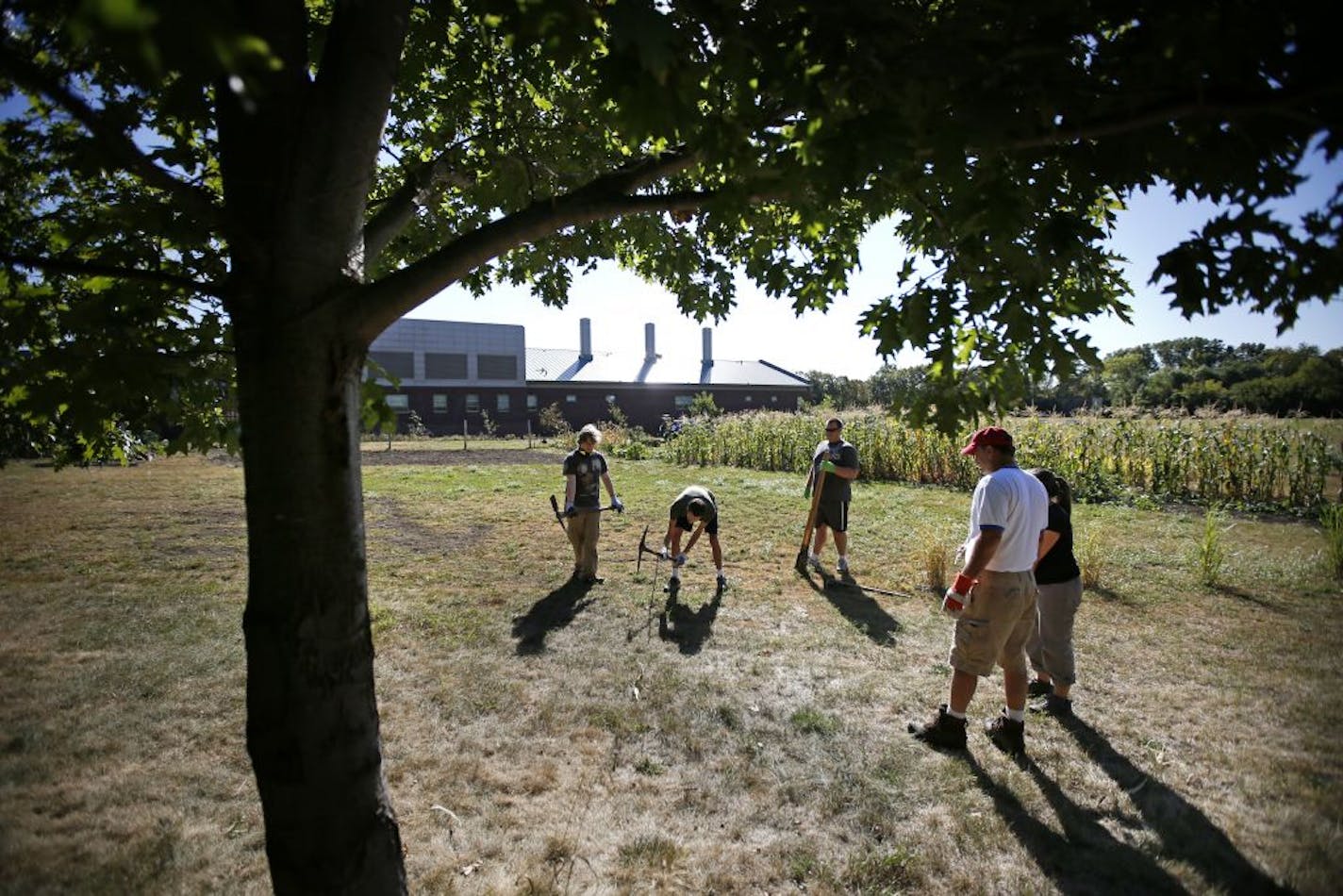 On the Inver Grove Community College campus, August Hoffman, who is a professor of psychology at Metro State, studies how gardening is an important community building activity and can bridge the ethnic divide. He juxtaposes that with screen time, which in his opinion isolates. Here, August Hoffman (right in white T-shirt), directs students in the art of digging a fence post hole for the fence that will surround their orchard to keep the deer out.