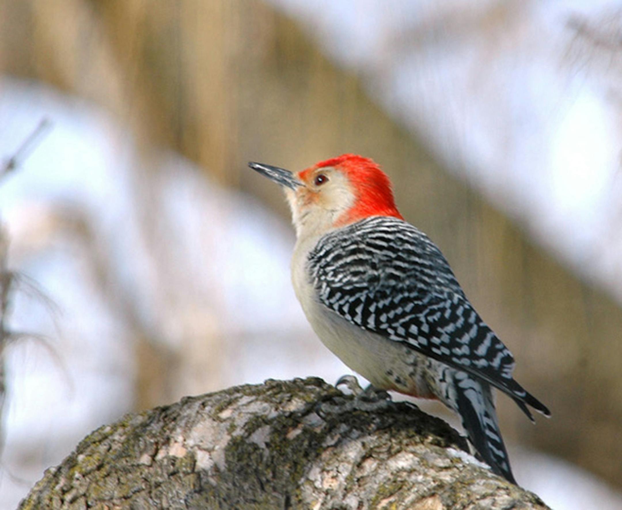 Red-bellied woodpecker