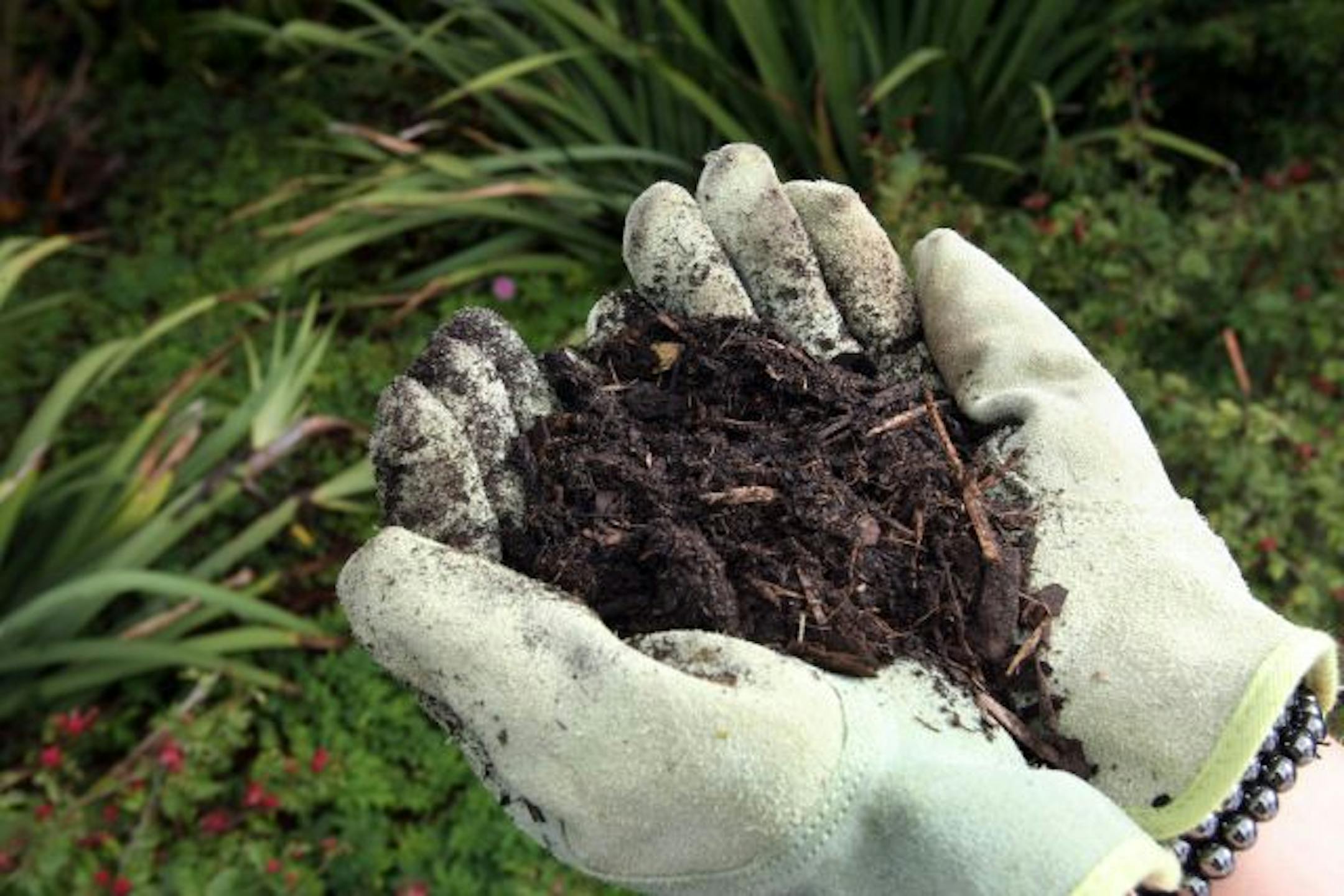 Amend soil with composted manure.