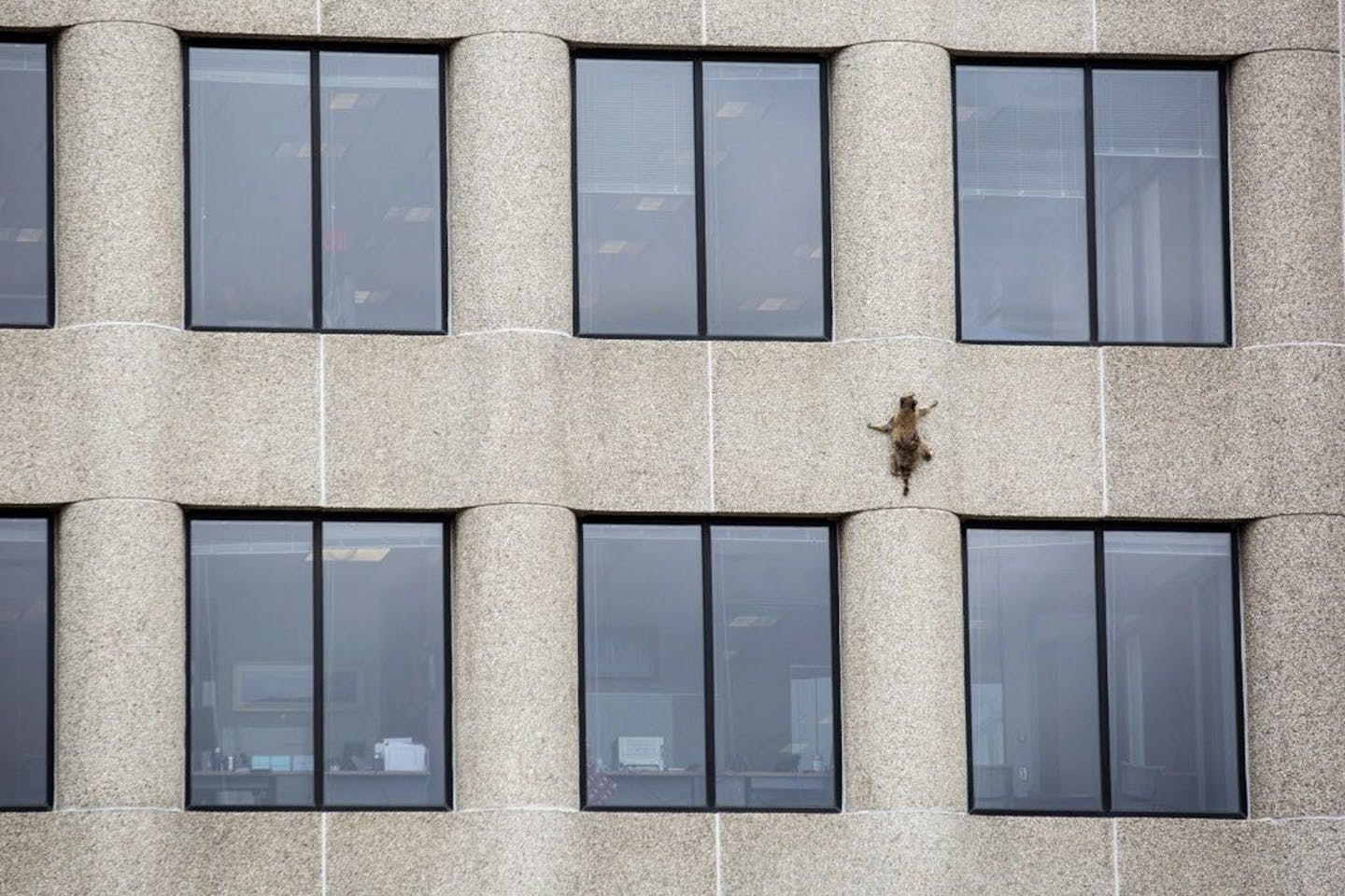 Minnesota’s MPR raccoon paved the way for Seattle’s Jimothy raccoon