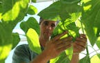 Joel Schaefer is director of the hybrid seed program for CHS Sunflower, a leader in the confectionary sunflower business that produces varieties for s