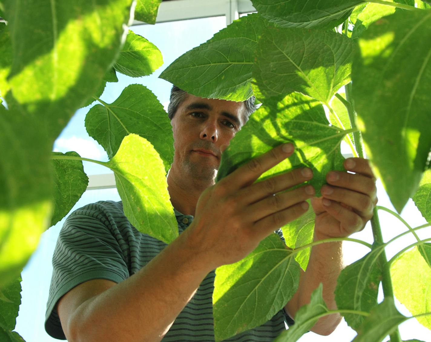 Joel Schaefer is director of the hybrid seed program for CHS Sunflower, a leader in the confectionary sunflower business that produces varieties for snacks and ingredients.