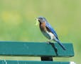 Photos by Jim Williams
2. An Eastern bluebird heads to his nest with one of hundreds of daily insect meals.