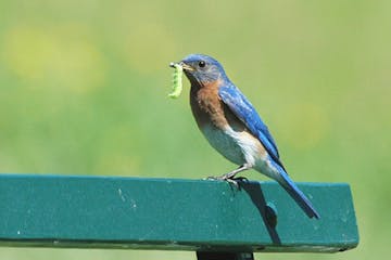 Photos by Jim Williams
2. An Eastern bluebird heads to his nest with one of hundreds of daily insect meals.