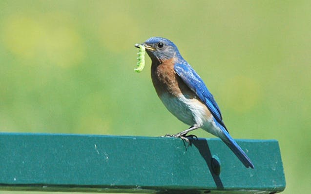 Photos by Jim Williams
2. An Eastern bluebird heads to his nest with one of hundreds of daily insect meals.