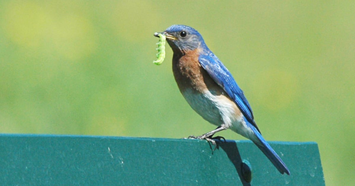 Even common birds like the bluebird are full of mysteries