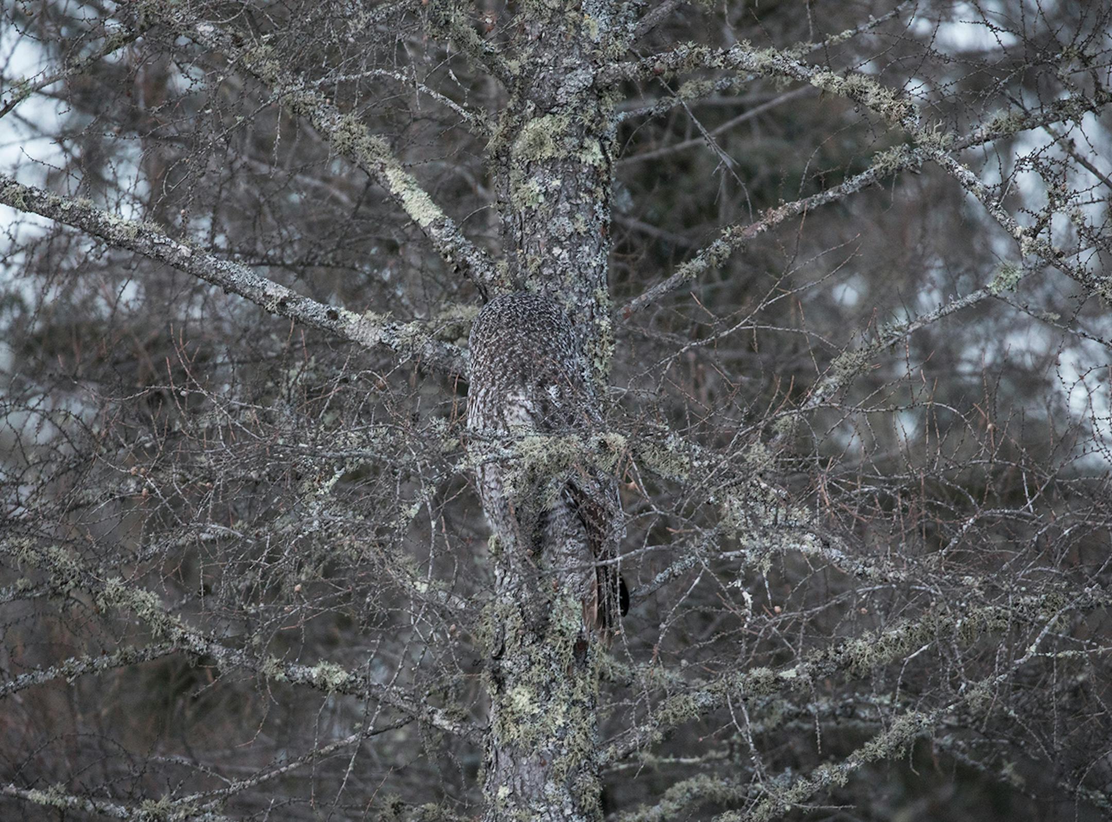 ONE-TIME USE. Great gray owl at Sax-Zim Bog.