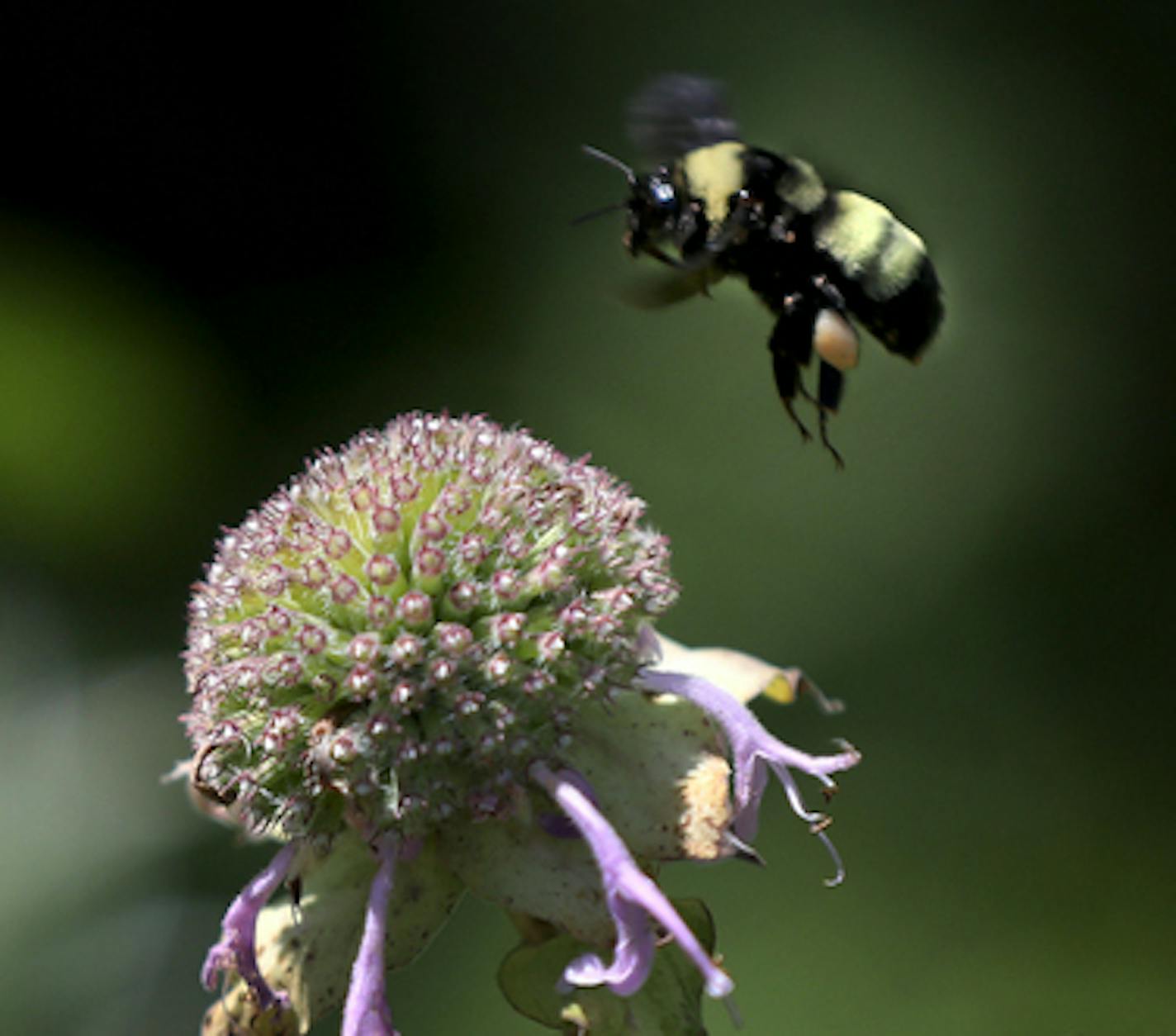 A common bumble bee hovers over a wild flower in Lone Lake Park, formed by a moraine left by a receding glacier in the last ice age and seen Tuesday, July 31, 2018, at Lone Lake Park in Minnetonka, MN.Tuesday, July 31, 2018, in Minnetonka, MN.] DAVID JOLES • david.joles@startribune.com Minnetonka environmentalists are concerned that a plan to put 5 miles of mountain bike trails in a local park will imperil the rusty patched bumble bee, which was added to the endangered species list last year and