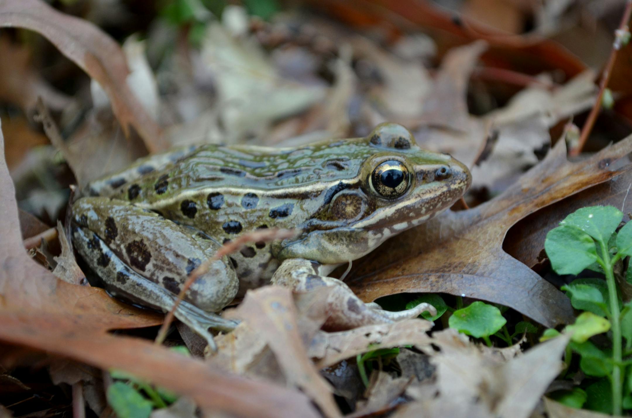 Leopard frog