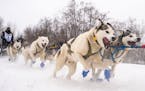 Jennifer Freking was pulled forward off the start line by her excited team of sled dogs on Sunday morning.