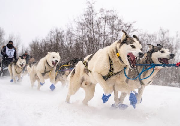 Jennifer Freking was pulled forward off the start line by her excited team of sled dogs on Sunday morning.