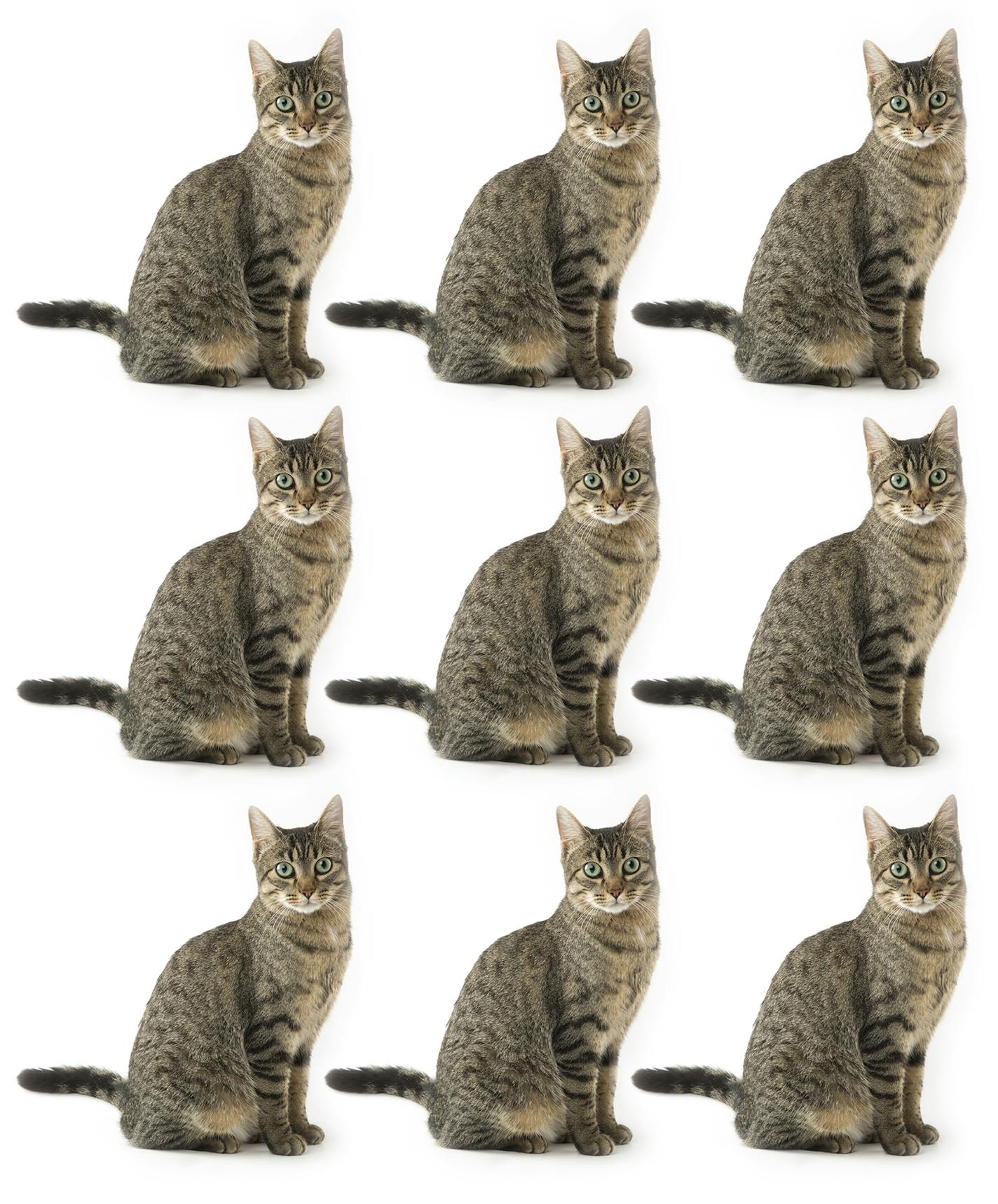 Mixed-breed cat on white background. Studio shot. Copy space. Front view.
istock