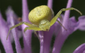 Crab spider - Bugs in my backyard: bees, spiders, beatles flies that live in their tiny world in our yards.