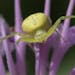 Crab spider - Bugs in my backyard: bees, spiders, beatles flies that live in their tiny world in our yards.