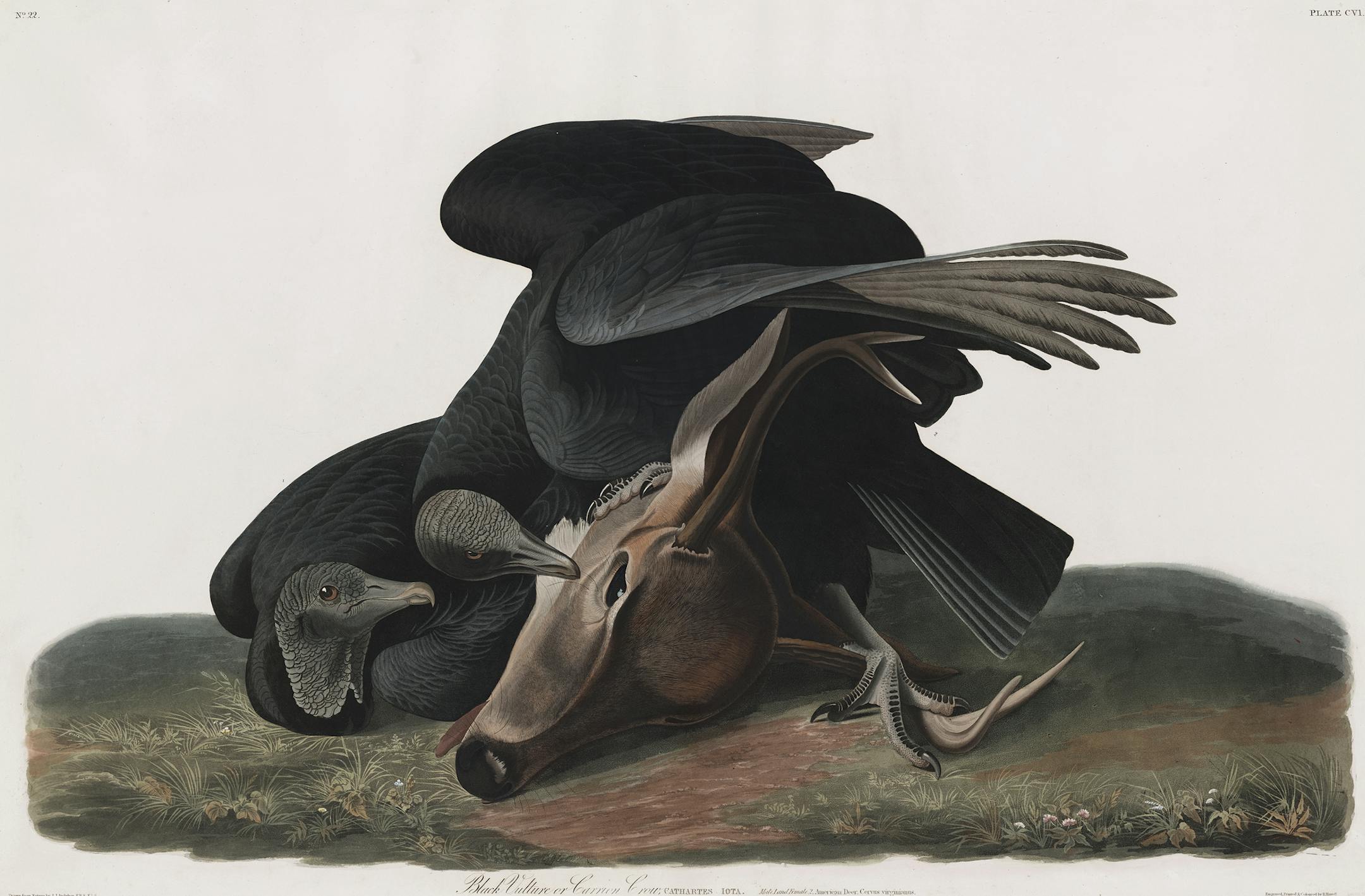 James Audobon "Vulture"