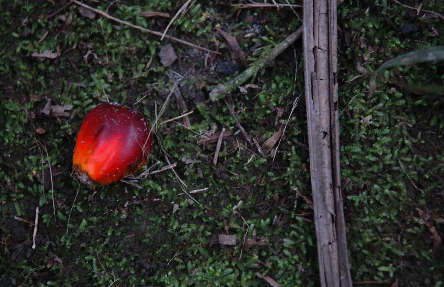An oil palm fruit the size of a plum at a Cargill plantation in Papua New Guinea. Cargill, one of the world's largest traders of palm oil, has suspended business with a major Guatemalan supplier.